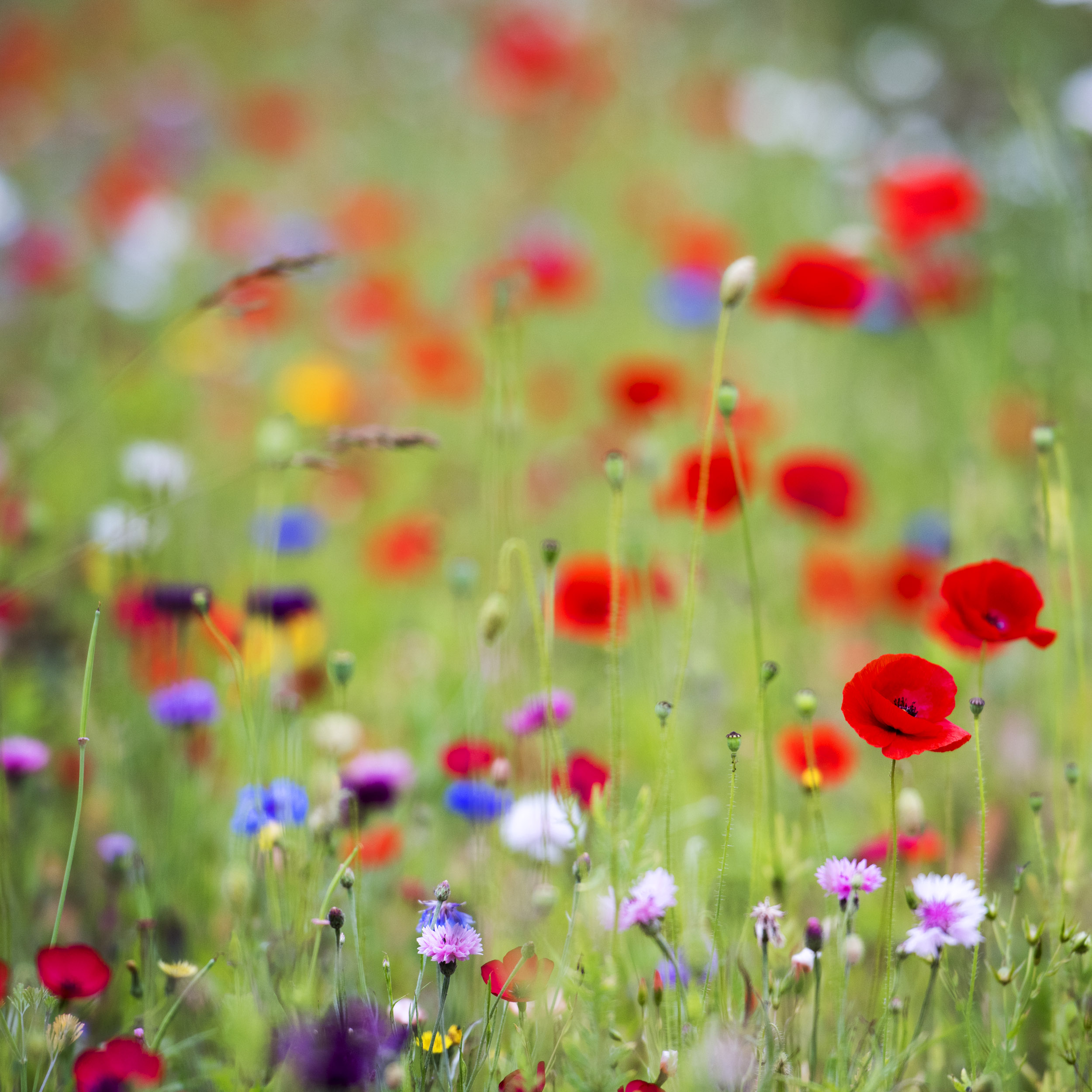 Flowers at parks