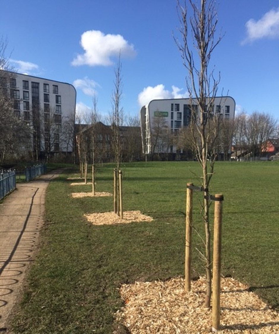 Newly planted trees along pathway