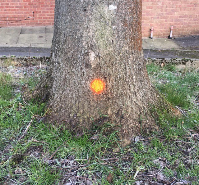 infected ash tree