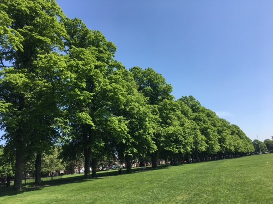 Avenue of Limes at Victoria Park