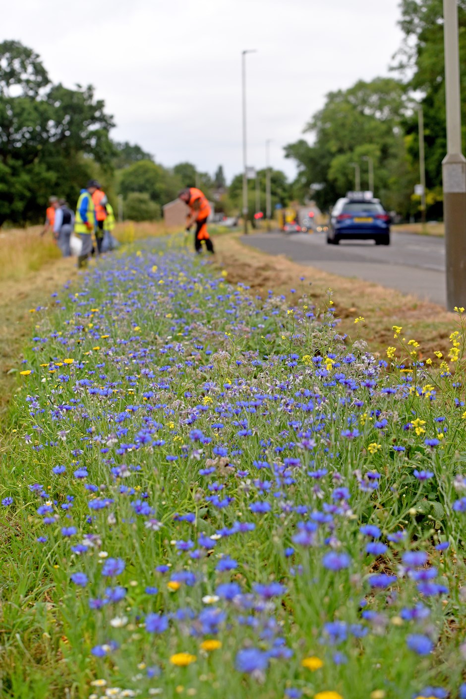road verge with blue flowers in foreground and workmen in background 